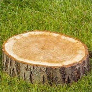 Bedford Stump Grinding Guys